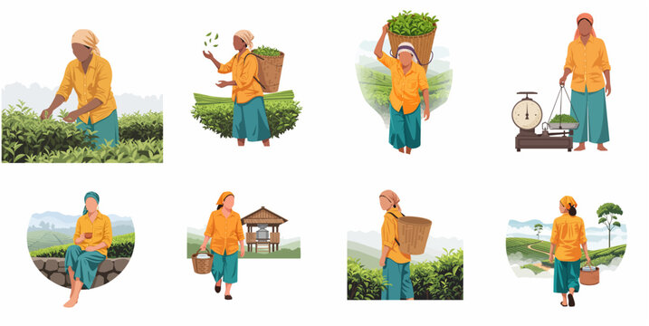 Set of tea picker woman illustrations working in green plantation field, female farmer harvesting and weighing tea leaves, flat vector character collection for agriculture and rural life
