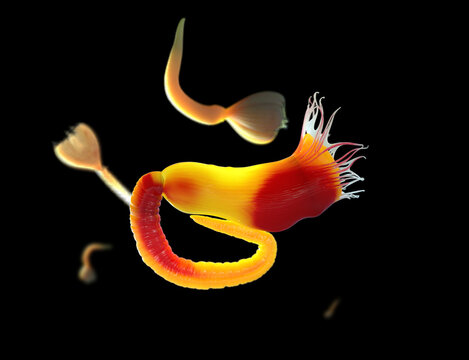 Myxicola albertoangelai marine polychaete worm illustration
