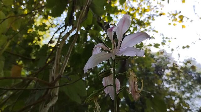 Beautiful white Bauhinia blakeana or Hong Kong orchid or Butterfly Tree flowers bloom in the morning
