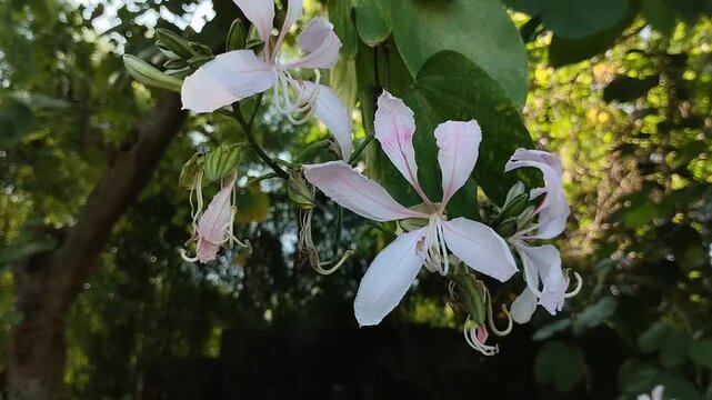Beautiful white Bauhinia blakeana or Hong Kong orchid or Butterfly Tree flowers bloom in the morning