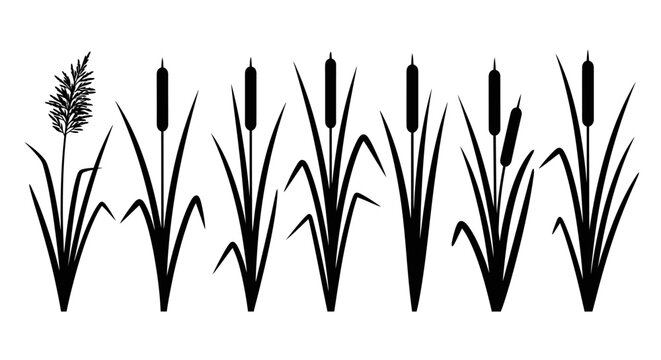 Black silhouette of cattail plants 1.