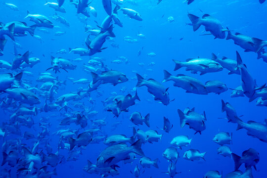 Egypt, Sharm El Sheikh, Giant Trevally (Caranx ignobilis), Giant Kingfish