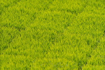 Obraz premium Young Rice Seedlings in Nursery Trays for Paddy Field Planting