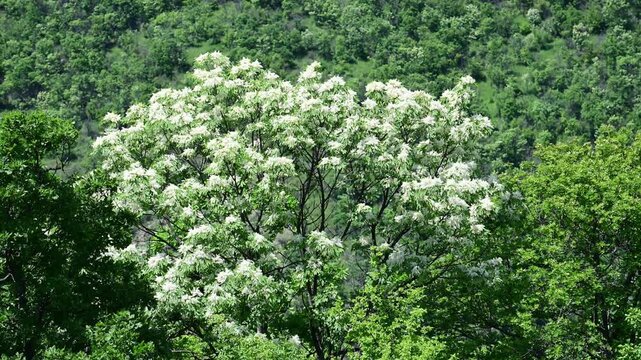  a beautiful flowering ash  tree.