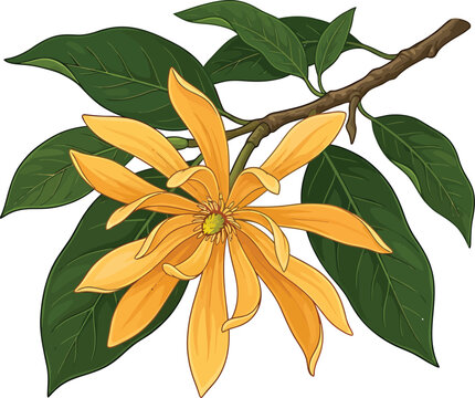 Botanical illustration of a yellow champak flower on a branch with magnolia champaca botanical illustration isolated fragrant tropical decorative detailed colorful botanist blooming
