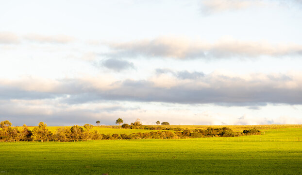 stand of trees at moment of sunset, Stanford, South Africa