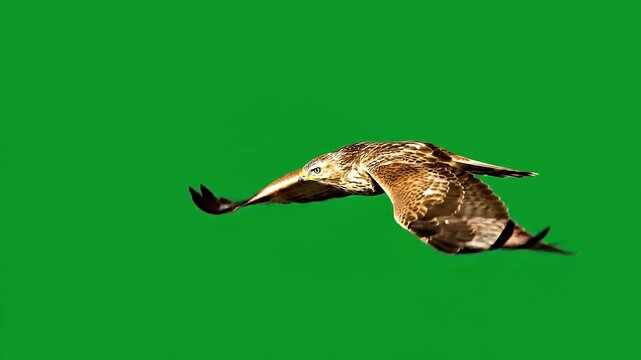 Crow buzzard Chroma Key Green Screen Isolated AI Generated.