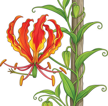 Climbing glory lily flower illustration with white background tropical plant flower head gloriosa climbing tropical botanical illustration isolated colorful ornamental