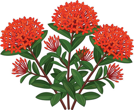 Cluster of red ixora flowers illustration with white background tropical plant nature element star shape small flowers botanical tropical illustration isolated colorful ornamental