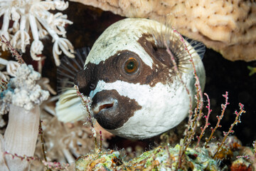 Egypt, Sharm El Sheikh, Masked puffer (Arothron diadematus) © Luigi