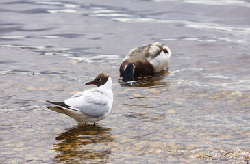 Fototapeta premium Ornithological portrait of black-headed gull with chocolate-brown head and white body.