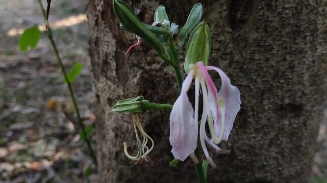 Beautiful white Bauhinia blakeana or Hong Kong orchid or Butterfly Tree flowers bloom in the morning