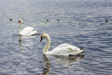 Fototapeta premium Elegant white swans Cygnus olor gliding across a tranquil pond surface.