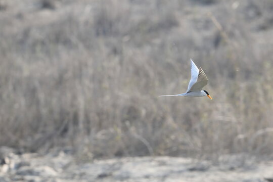 The river tern or Indian river tern (Sterna aurantia) is a tern in the family Laridae.