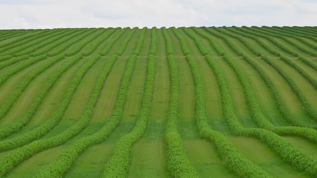 rhythmic, undulating rows of lush green currant shrubs stretching across a rolling agricultural field under a soft, overcast sky.	