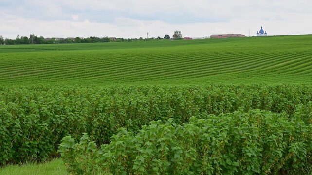 a panoramic, rolling field filled with evenly spaced, lush green rows of currant shrubs under a cloudy sky.