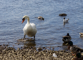 Fototapeta premium Natural riverside scene featuring a white swan in a quiet, balanced posture.