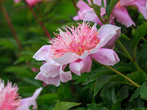Peony 'Fancy Nancy' is beautiful and fragrant garden flower. The flower is Japanese in shape, large, cup-shaped, large, peach-pink, surrounded by bright yellow-pink staminodes.