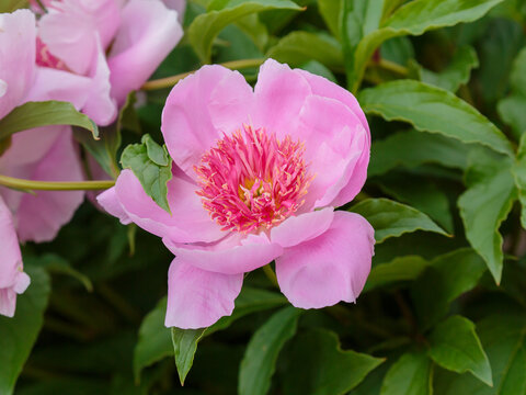 Peony 'Fancy Nancy' is beautiful and fragrant garden flower. The flower is Japanese in shape, large, cup-shaped, large, peach-pink, surrounded by bright yellow-pink staminodes.