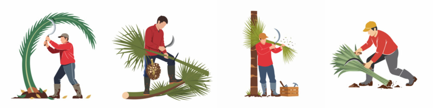 Set of Illustrations Showing a Worker Harvesting and Pruning Palm Trees with a Sickle on a White Background