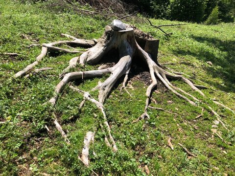 dead tree stump