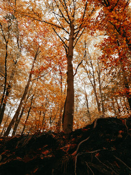 Low angle view of autumn beech trees with exposed roots