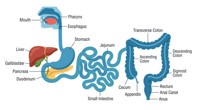 Detailed anatomical illustration of the human digestive system with labeled organs and parts on a white background.