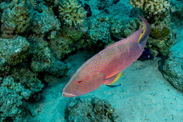 Fototapeta premium Egypt, Sharm El Sheikh, Yellow-edged Lyretail (Variola louti)
