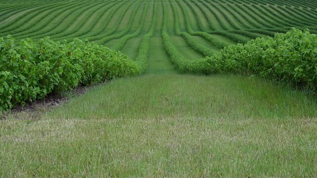 a panoramic, rolling field filled with evenly spaced, lush green rows of currant shrubs under a cloudy sky.