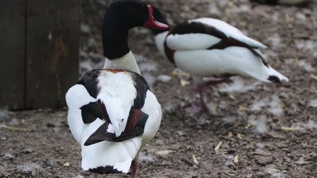 Close-up shot of a common shelduck (tadorna tadorna) cleaning and preening its colorful feathers