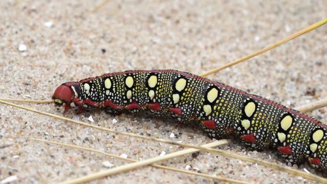 A caterpillar of the Hyles euphorbiae, the spurge hawk-moth walksing past across the sand in the dunes (slow motion).