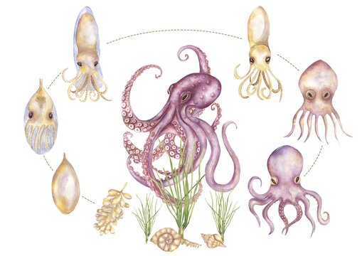 Watercolor Octopus life cycle illustration, hand drawn ocean animal growth stages clipart, educational clip art