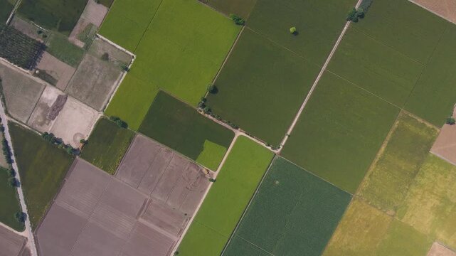 Aerial view of geometric agricultural fields with various shades of green and brown soil separated by narrow dirt paths in Kasur, Punjab, Pakistan.
