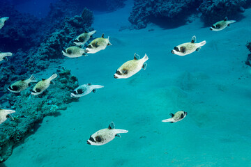 Obraz premium Egypt, Sharm El Sheikh, Masked puffer (Arothron diadematus)