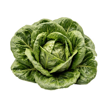 Fresh head of green romaine lettuce with layered crisp leaves isolated on a solid black background, for healthy cooking, and vegetable food themes
