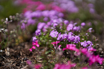 Fototapeta premium Moss phlox flowers in spring bloom