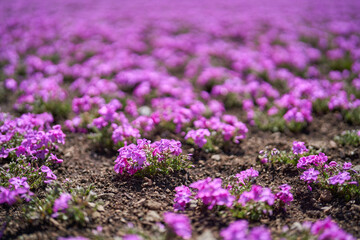 Fototapeta premium Moss phlox flowers in spring bloom