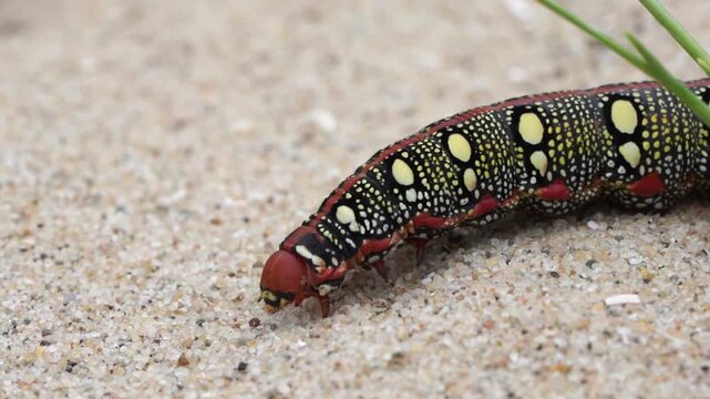 Close-up of a caterpillar of the Hyles euphorbiae, the spurge hawk-moth walksing past across the sand in the dunes (slow motion)