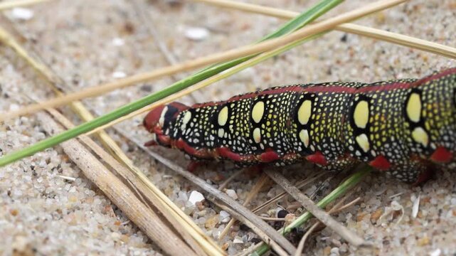  A caterpillar of the Hyles euphorbiae, the spurge hawk-moth, walking over the sand (slow motion).