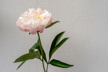 White peony flower against textured wall. Beautiful open white peony flower with tender pink tint on green stem with leaves standing against white textured wall background with copy space © Alena