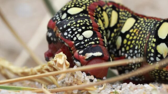 Close-up of a foraging caterpillar of a Hyles euphorbiae, the spurge hawk-moth