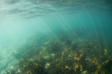 Kelp seaweed reef view underwater in the blue ocean. © AlexandraDaryl