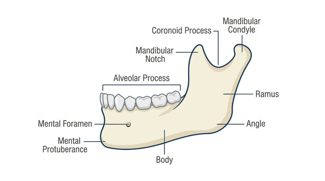 Diagram of a human mandible with labeled anatomical features on a white background.