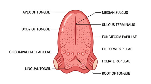 Detailed anatomical illustration of a human tongue with labeled parts on a white background in a medical style with red and black colors.