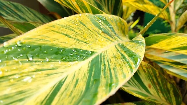 Variegated Ginger Leaves with Water Drops Close Up