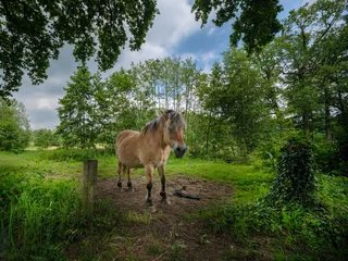 Foto auf Leinwand Natur Nature reserve, Berkelland ,Achterhoek, Gelderland province, The Netherlands  © HollandPhotostock.nl