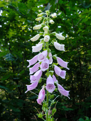 Vingerhoedskruid \ Foxglove in Natuurgebied De Paasberg in Lochem, Achterhoek, Gelderland province, The Netherlands © HollandPhotostock.nl
