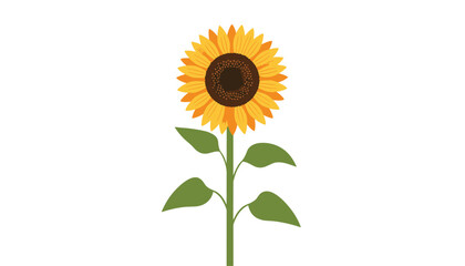 Fototapeta premium Vibrant yellow sunflower blossom standing tall on a single green stem with lush leaves against a plain white background.