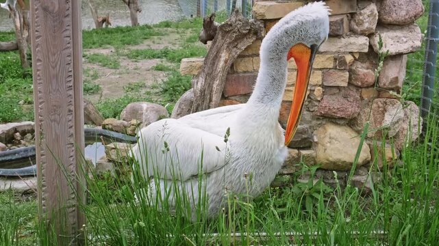 A large white pelican with a long orange beak stands in green grass, grooming itself with its neck curved downwards, set against a rustic stone wall. High quality 4K footage.