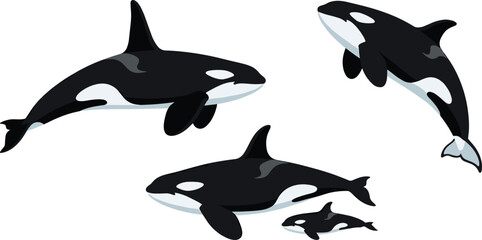 Orca Killer Whale Marine Vector Illustration Featuring Black and White Pod with Adult Pair, Calf, and Ocean Habitat © Abdur